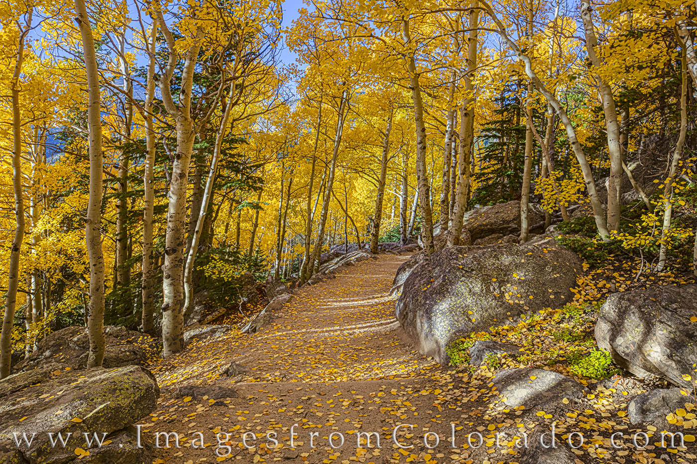 One of my favorite paths for fall colors in Rocky Mountain National Park - a well-worn trail near Bear Lake - offers beautiful...