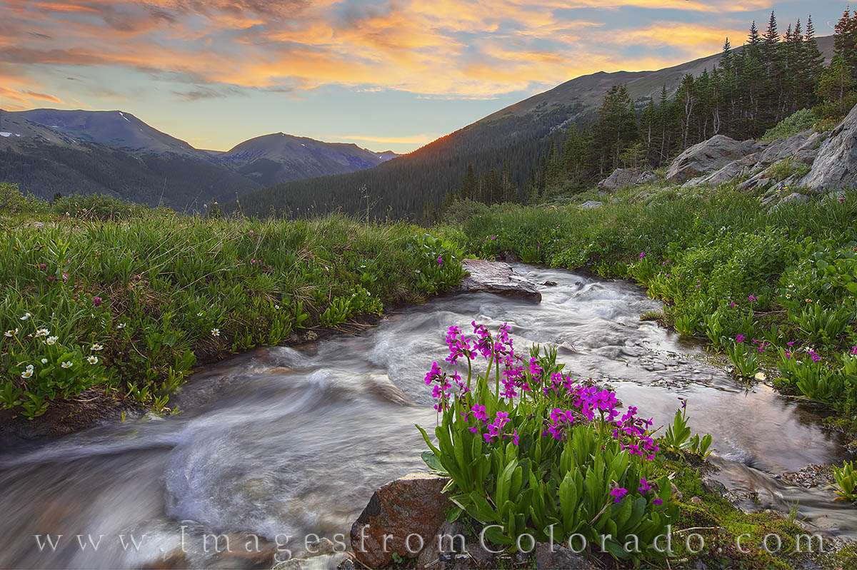 A small patch of Parrys Primrose rests in the middle of a cold creek flowing down from the upper reaches of Butler Gulch. The...