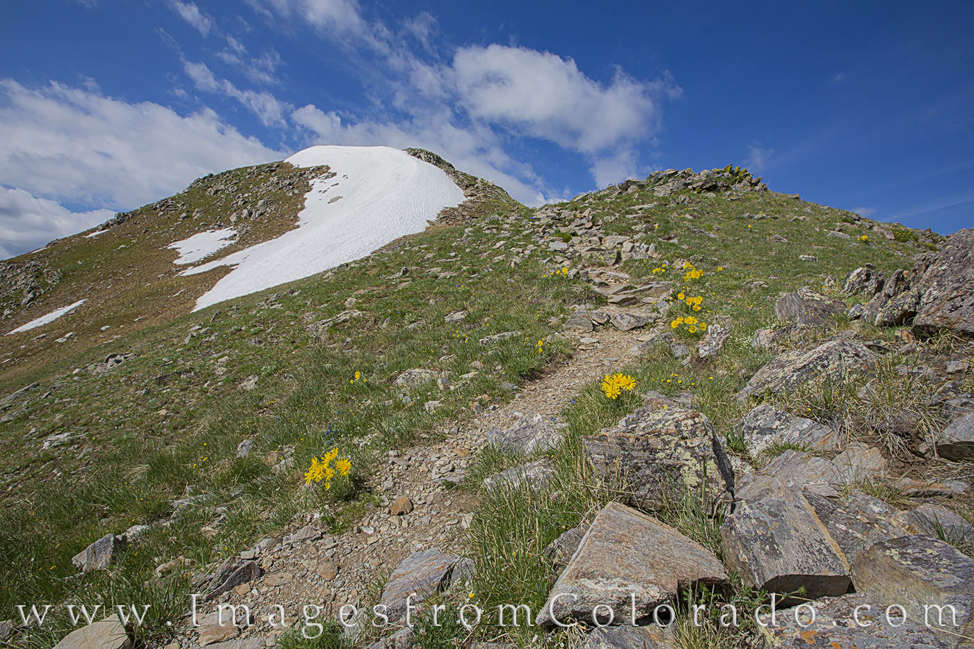 Near the top of the nearly 13,000’ peak in Fraser, Colorado, sunflowers line the trail and a bit of winter’s snow lingers...