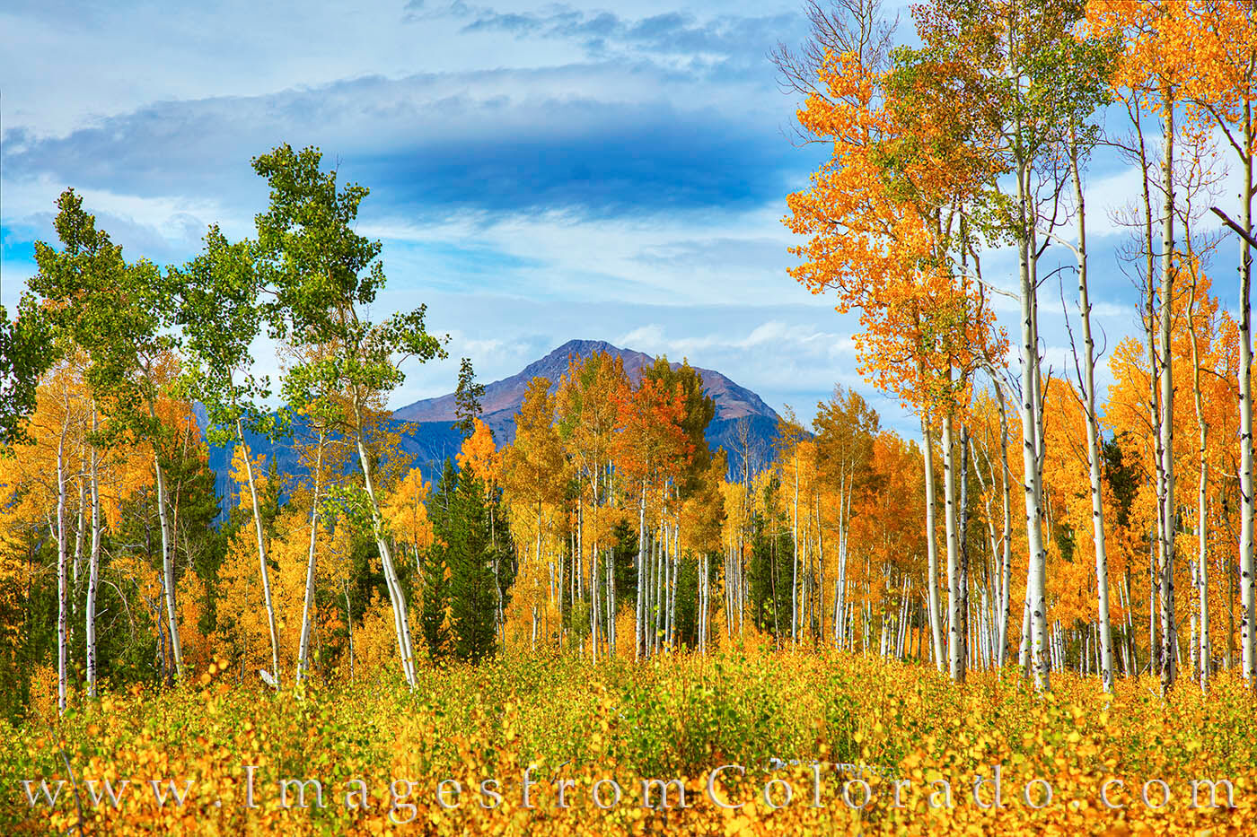 Autumn aspen show their colors on a cool, late september morning as Byers Peak looms in the distance. Not far from Fraser and...
