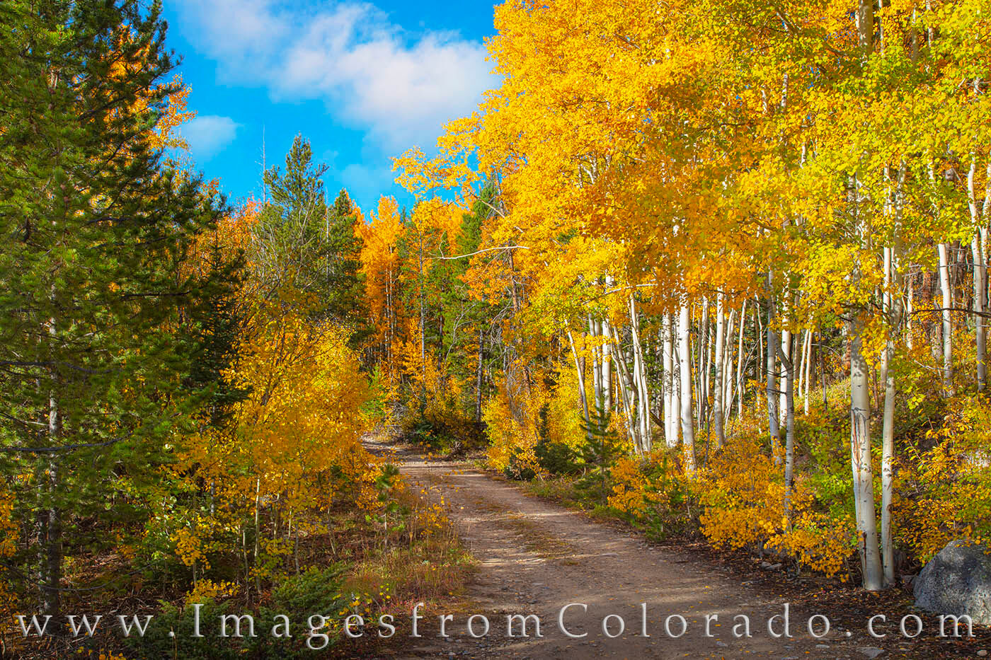 Along CR 725 behind the town of Winter Park aspen leaves show off their fall colors on a cold, crisp, late September morning.