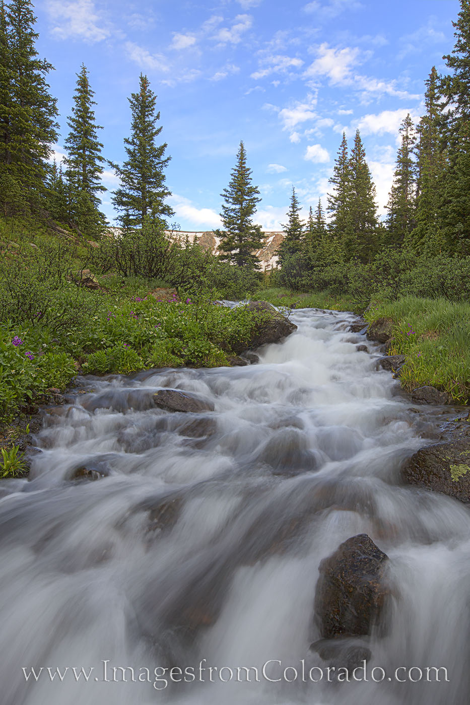 After an early morning of photographing wildflowers high above Highway 40 on Berthoud Pass, I was winding my way down when I...