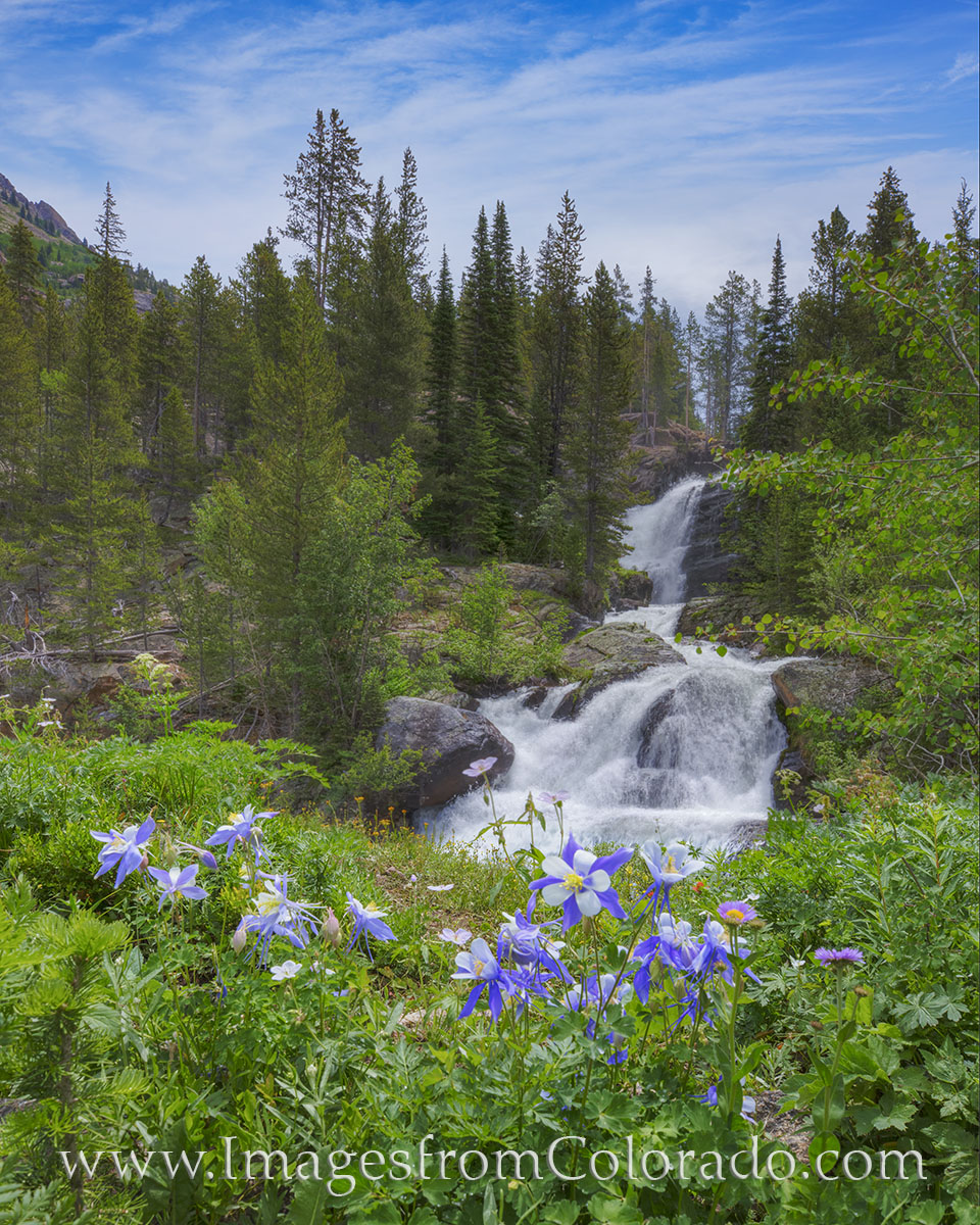 Colorado wildflowers bloom along the trail to Mirror Lake and Lone Eagle Peak. This patch of columbine, Colorado's state wildflower...