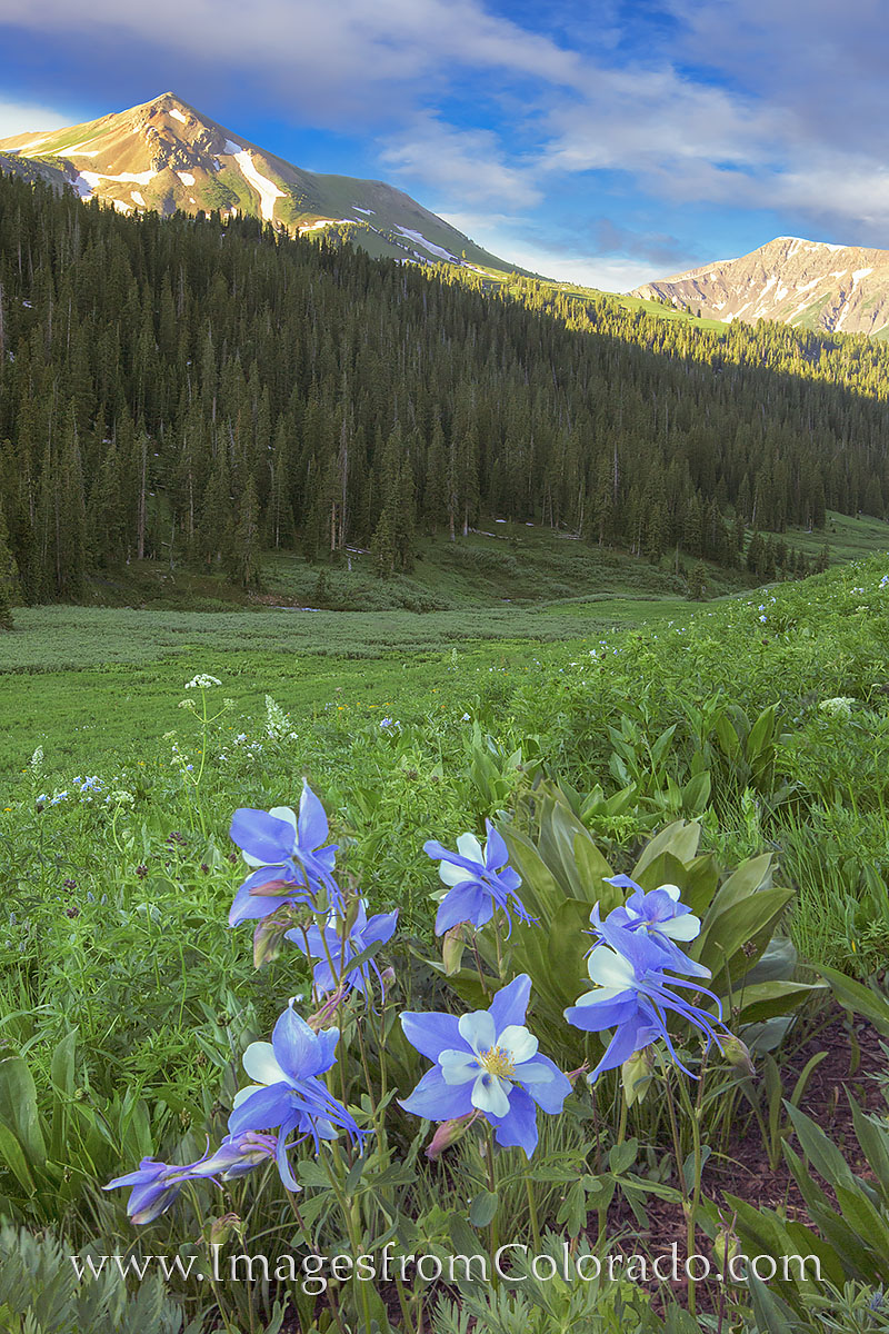 West Maroon Pass Trail leads from Aspen, across a high Rocky Mountain Pass, and down into Crested Butte. This wildflower photograph...