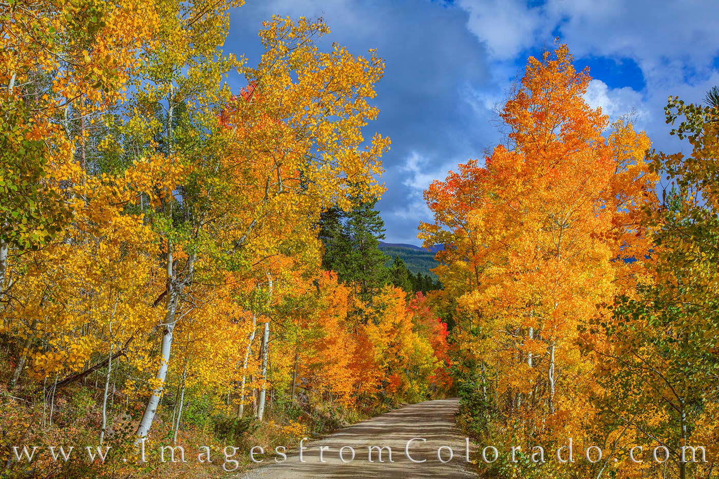 Autum of 2021 offered some of the most amazing colors I’ve witnessed in the Fraser Valley in a long time. Here, the aspen show...