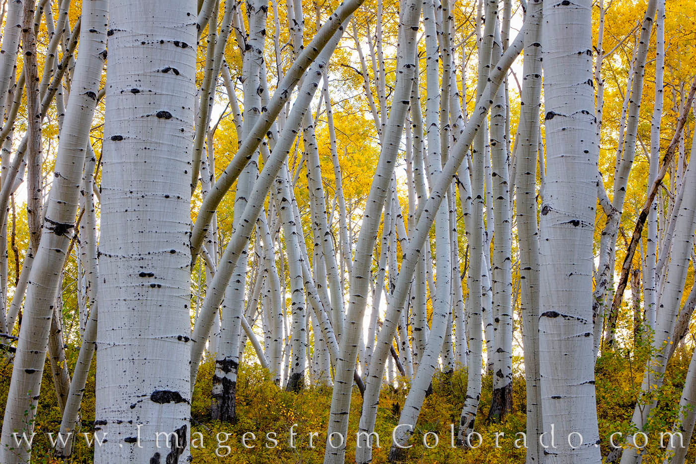 One of the few places in Colorado to photograph aspen trees that have grown in different directions is Last Dollar Road between...