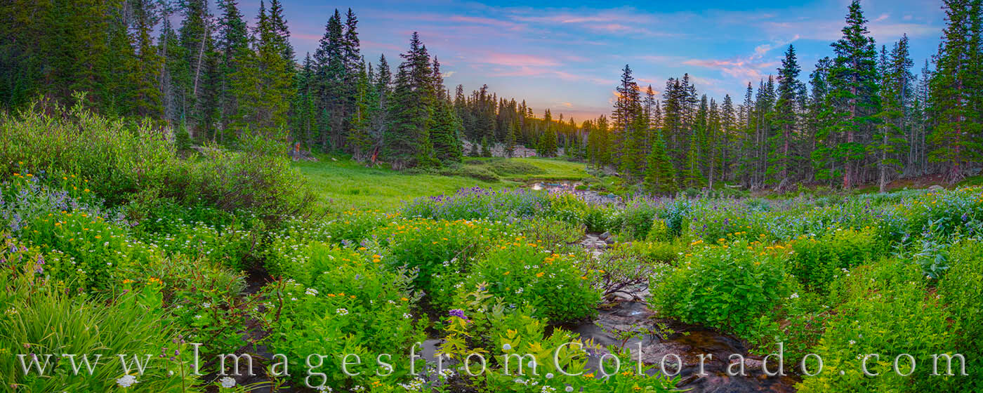 Wildflowers bloom in this panorama from Berthoud Pass not far from Winter Park, Colorado.