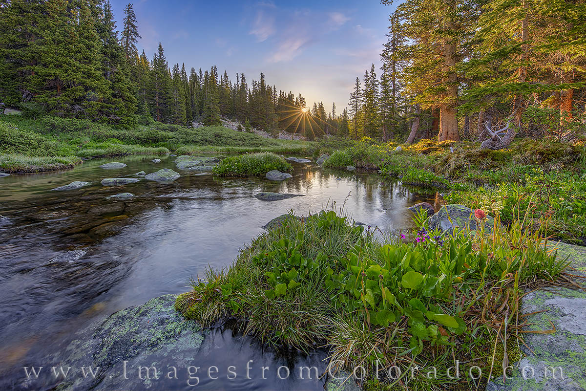 A July morning brings a chill in the air at 11,000’ along Current Creek in Grand County. Situated high up on Berthoud Pass...