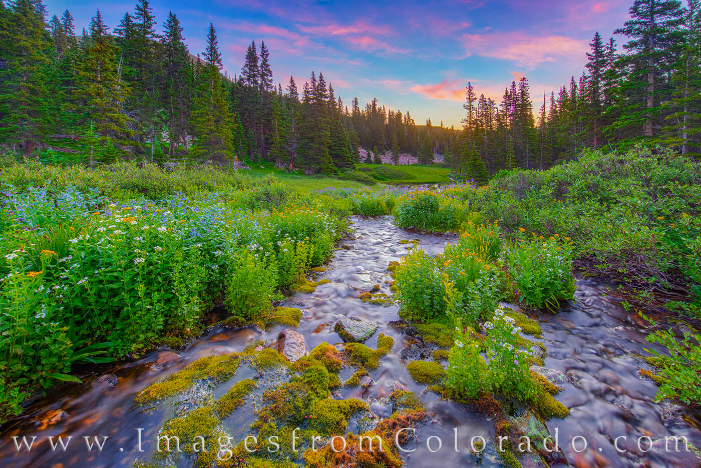 The colors of a summer morning were evident in this scene high above Hwy 40 near Berthoud Pass. The sky was filled with hues...