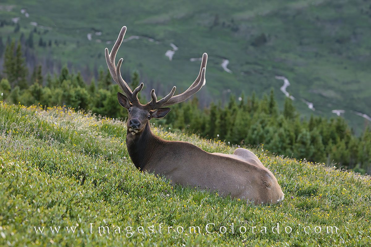 From 12,000' in elevation in Rocky Mountain National Park and just off Trail Ridge Road, an elk watches me watching him. I was...