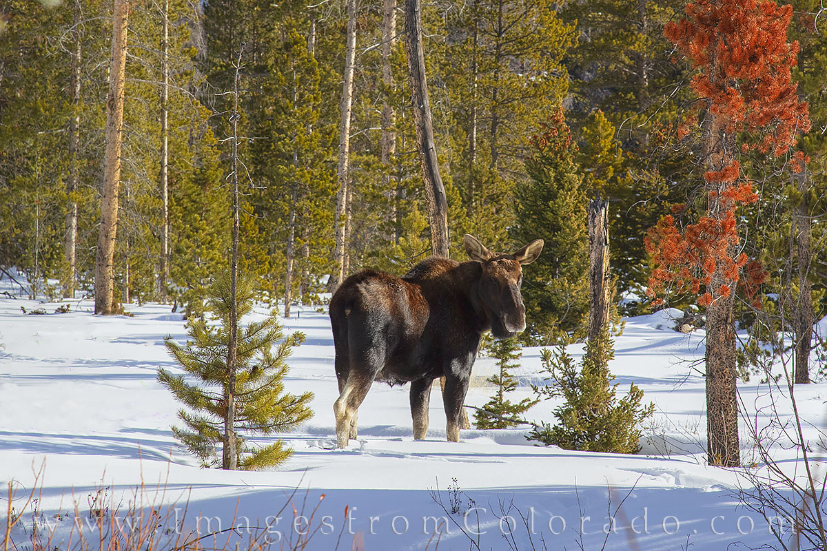 This female moose, called a cow, appeared along the St. Louis Trail near Fraser, Colorado. On a hike towards Byers Peak after...