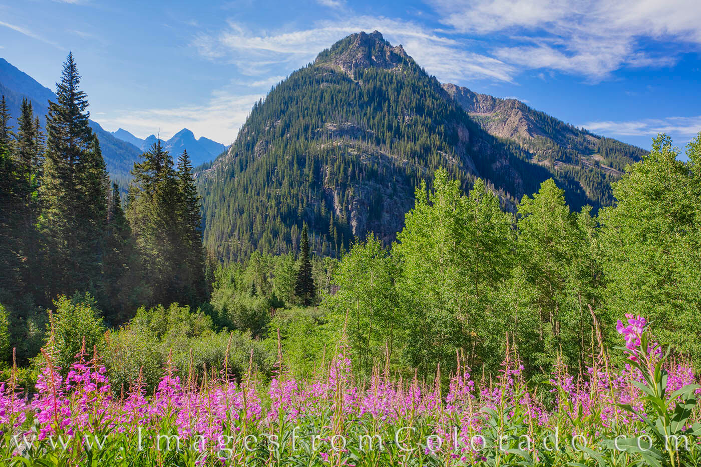 On the Upper Piney Lake Trail near Vail in Summit County, a small batch of fireweed adds bright color to the green of the meadow...