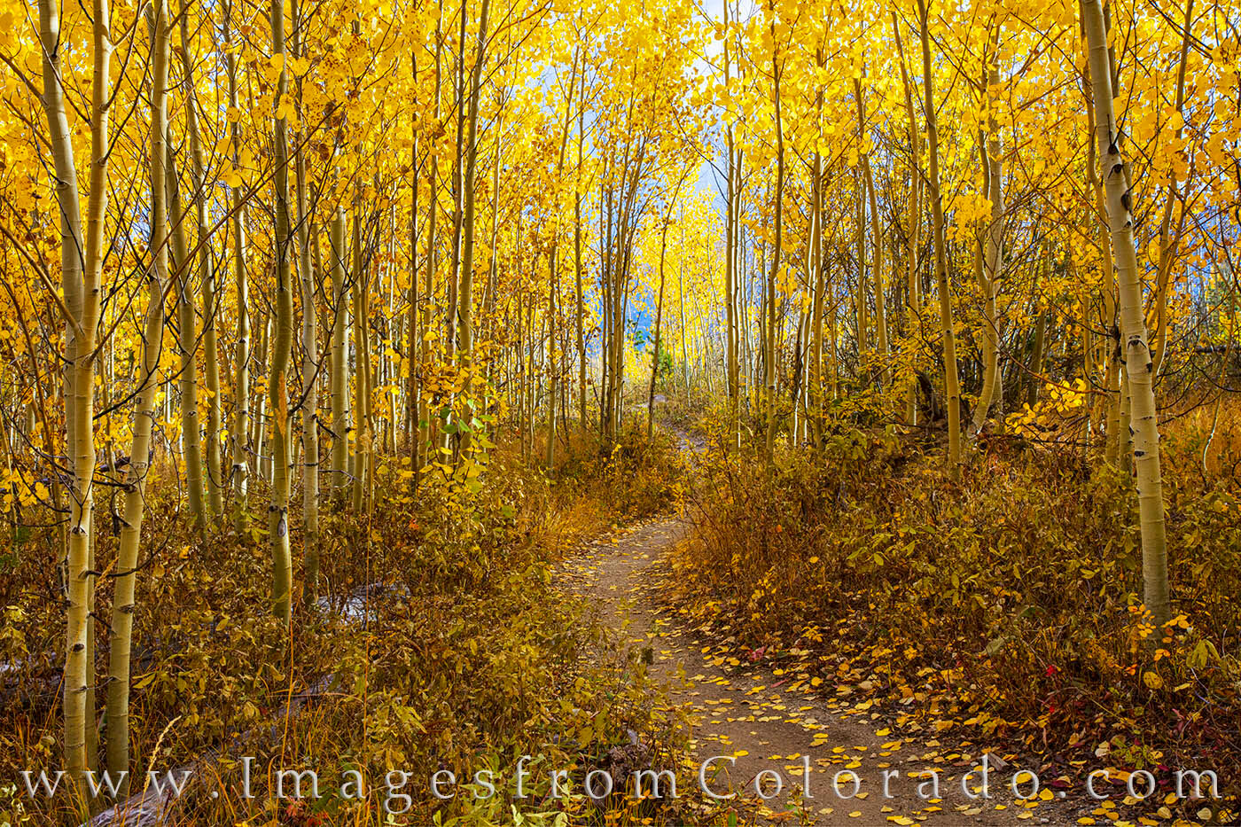 On a cold fall morning, this trail near the resort town of Winter Park was draped in gold and orange aspens.