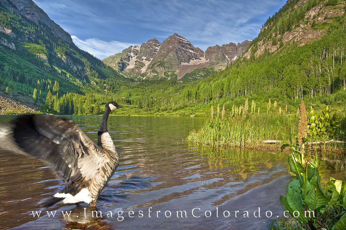 A graceful Canada Goose seemed to pose in front of me as it flapped its wings. In the background, the majestic Maroon Bells rose...