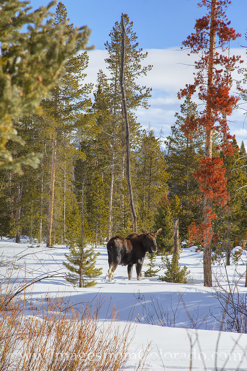 While hiking in the snow in the Byers Peak area near Fraser, Colorado, i can across a male and female moose. This photograph...