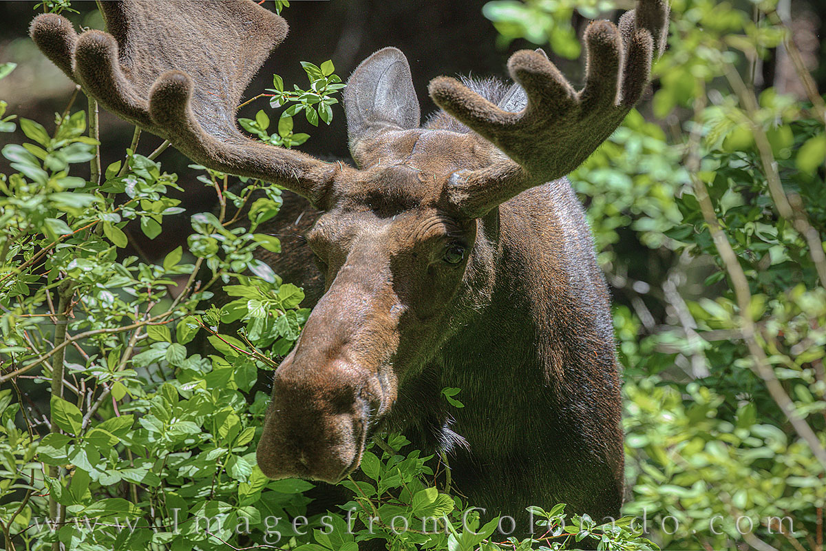 I was a little nervous when this bull moose walked through the willows while I was photographing him one summer afternoon near...