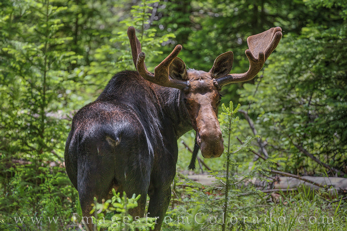 One last look… This bull moose turned around as if to pose before wandering off into the forest near Winter Parik. Taken during...