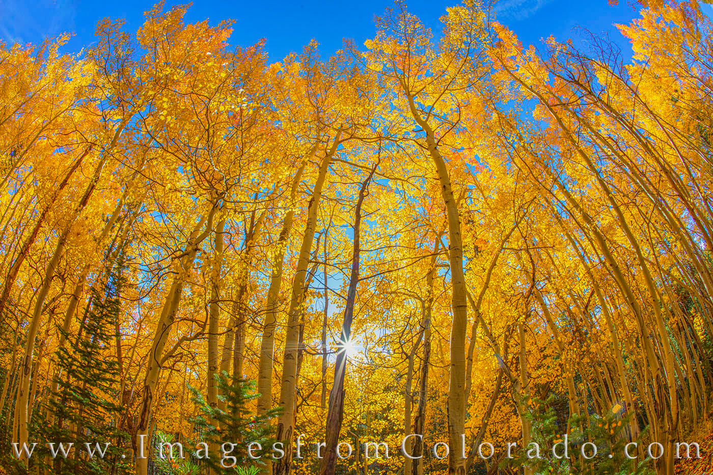 Taken with a fisheye lens, this image shows the beauty of golden fall aspen in the morning light as a sunburst spreads its rays...