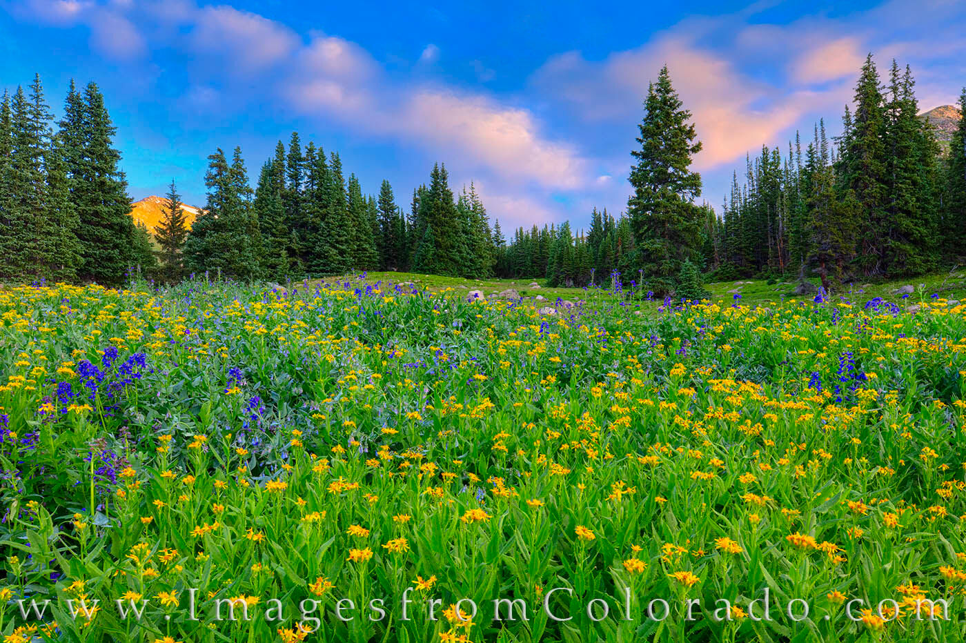 Wildflowers of gold and blue cover a hidden meadow on Berthoud Pass.