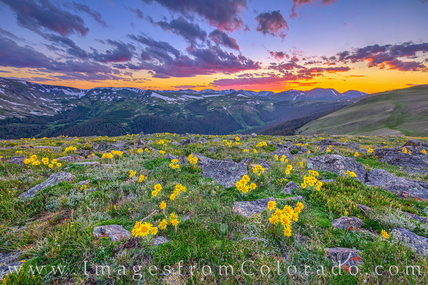 High above treeline and a good walk away from Trail Ridge Road, sunflowers fill the slopes of the Rocky Mountains in Rocky Mountain...