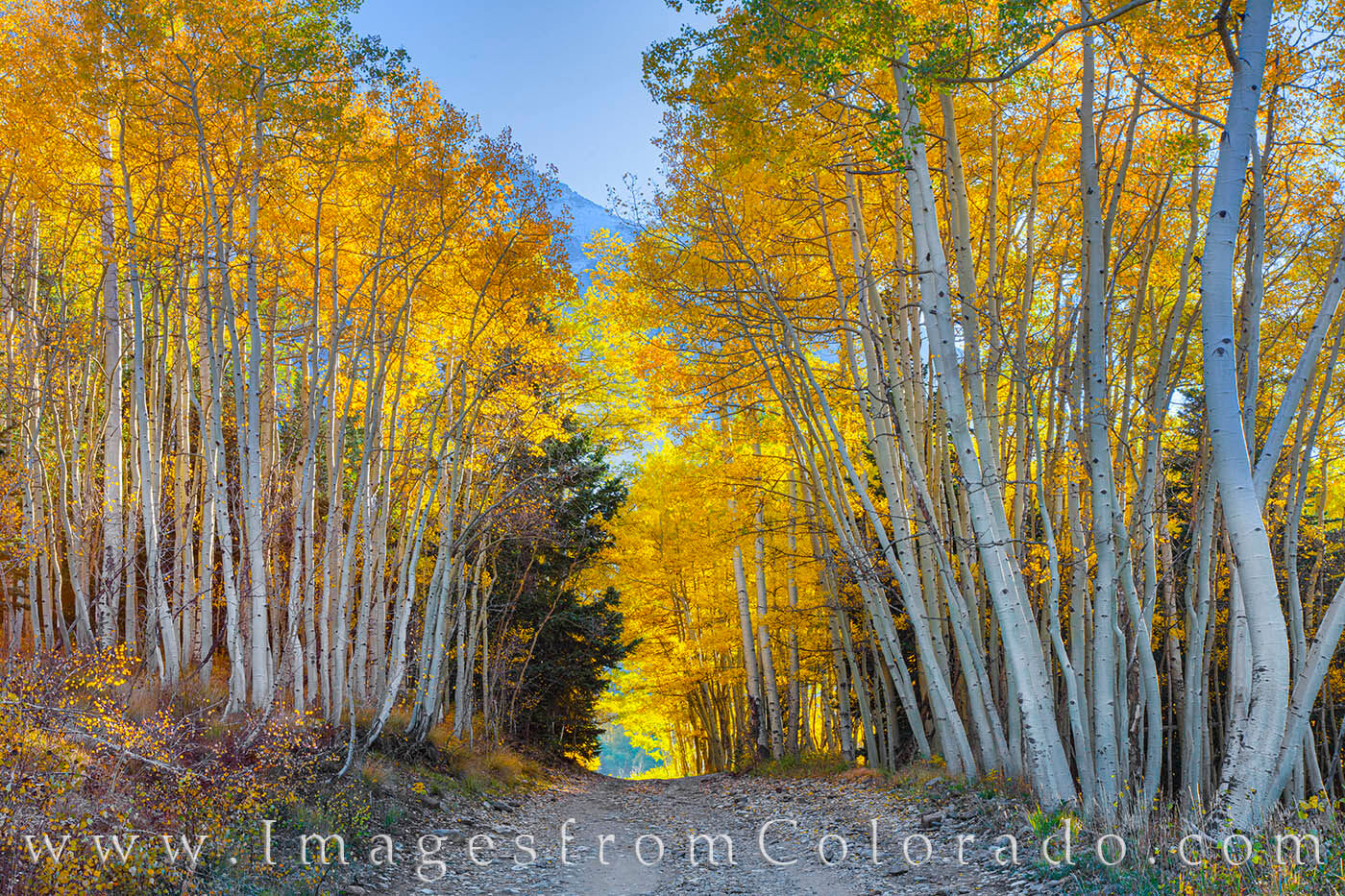 While searching for the “Dancing Aspen” trees along Ophir Pass, I came across this grove of aspen trees in full gold colors...