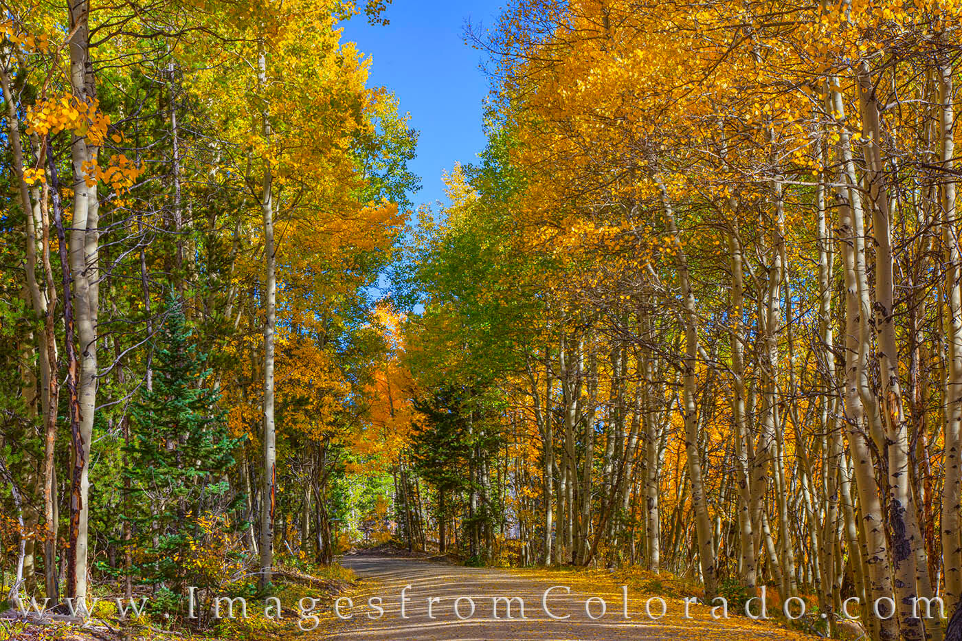 Along a quiet dirt road near Winter Park, gold aspen mingle with the dark pine trees on a perfect Autumn morning.