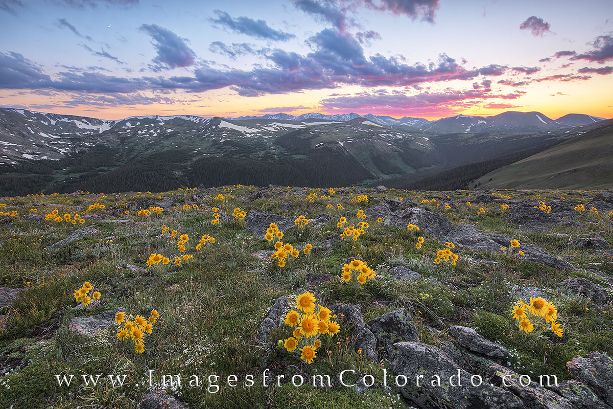 Patches of gold wildflowers fill the rocky slopes of Rocky Mountain National Park in early July. These yellow flowers, often...