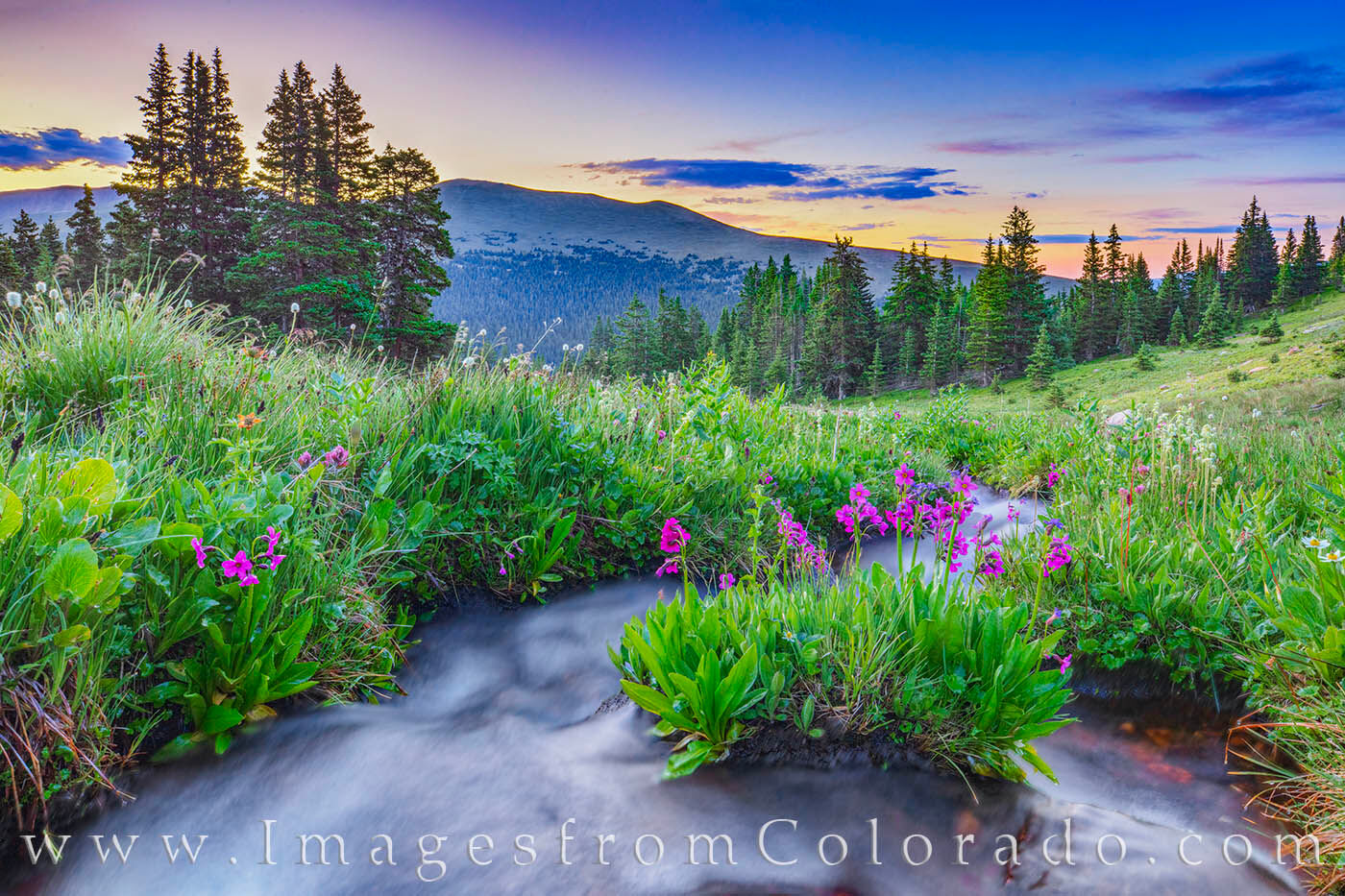 Summer wildflowers grow in the middle of Hoop Creek high up on Berthoud Pass.