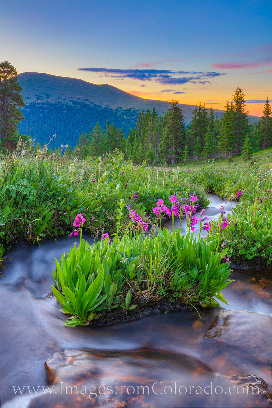 Wildflowers bloom in the middle of Hoop Creek near Berthoud Pass on a cold summer morning.