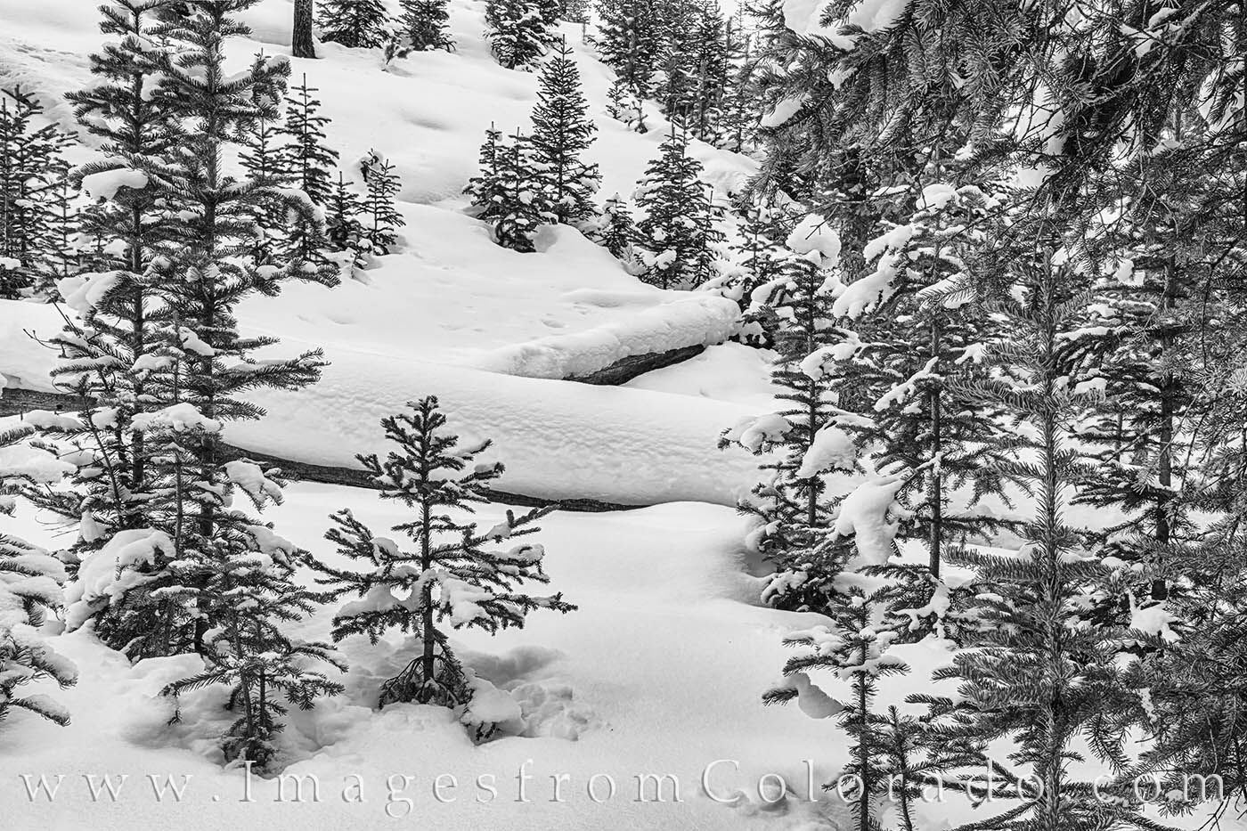 After a late December snowfall, the pine trees of the forest near Winter Park, Colorado, were covered in white powder. This snowy...