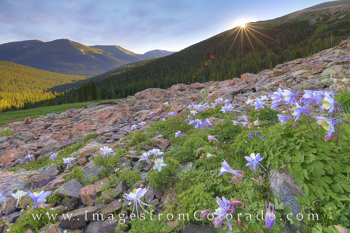 Columbine, Colorado’s state wildflower, grow in the rocky slopes of Arapaho National Forest. It is an early morning to reach...