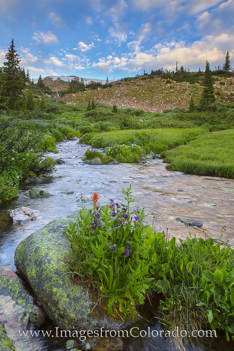 Lupine and a single red paintbrush bloom in the middle of a high mountain stream on Berthoud Pass near Winter Park, Colorado....
