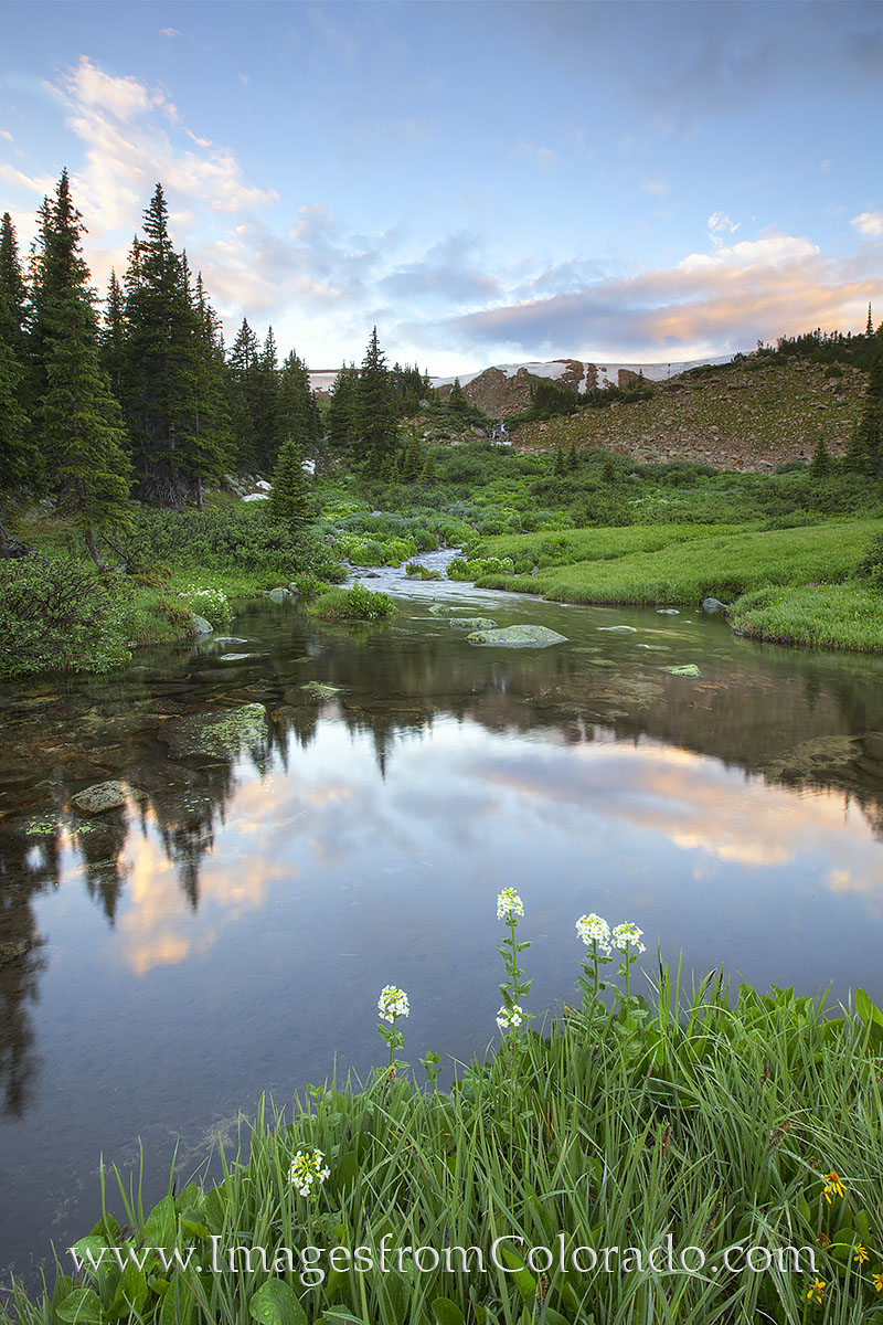 A quiet stream and delicate flowers paint this tranquil landscape near Winter Park, Colorado.
