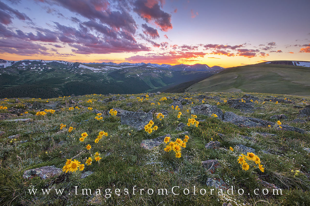 Colorado wildflowers bloom above treeline in Rocky Mountain National Park. Just off Trail Ridge Road, these golden flowers, called...