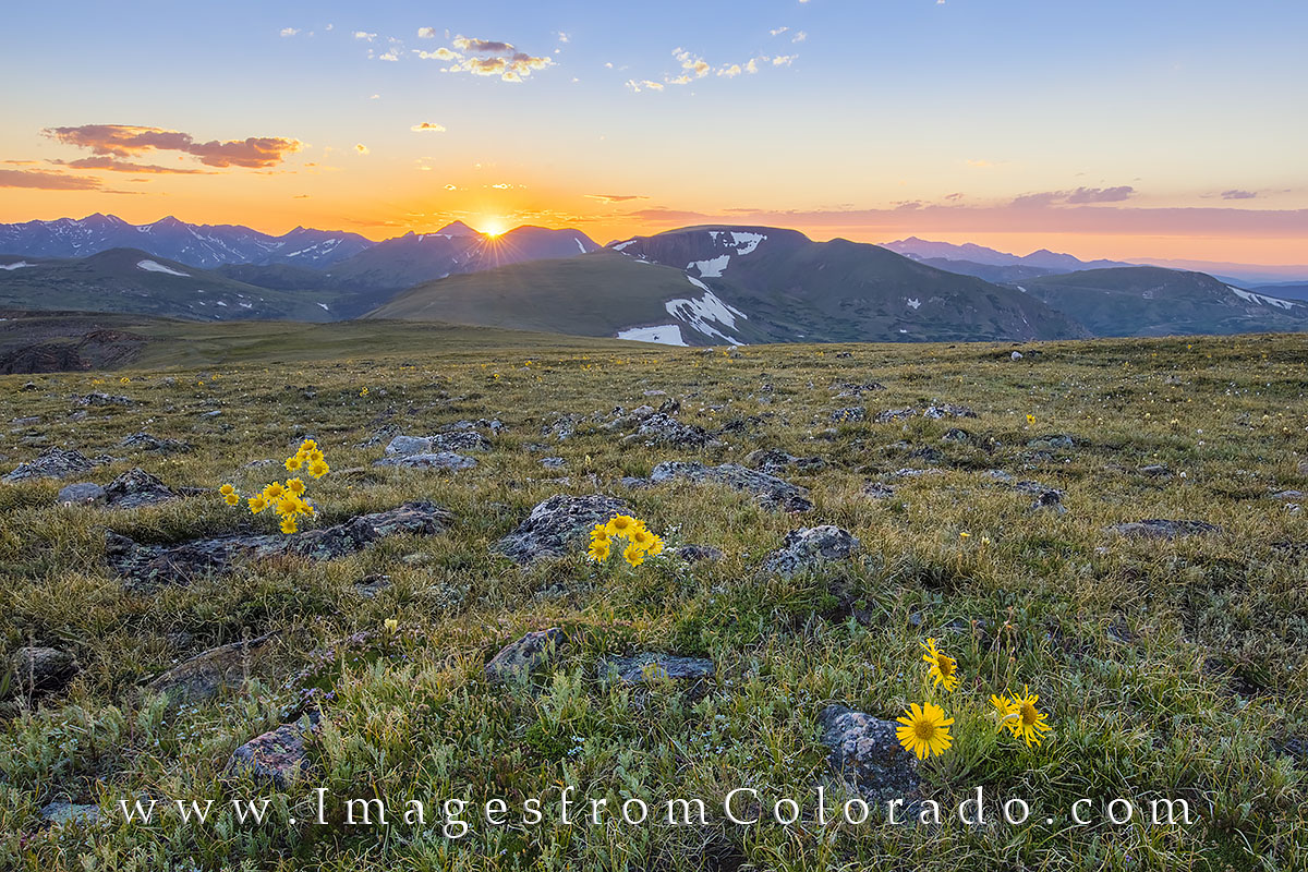 The slopes above tree line in Rocky Mountain Park have a few sunflowers (called Old Man of the Mountain) that add color to the...