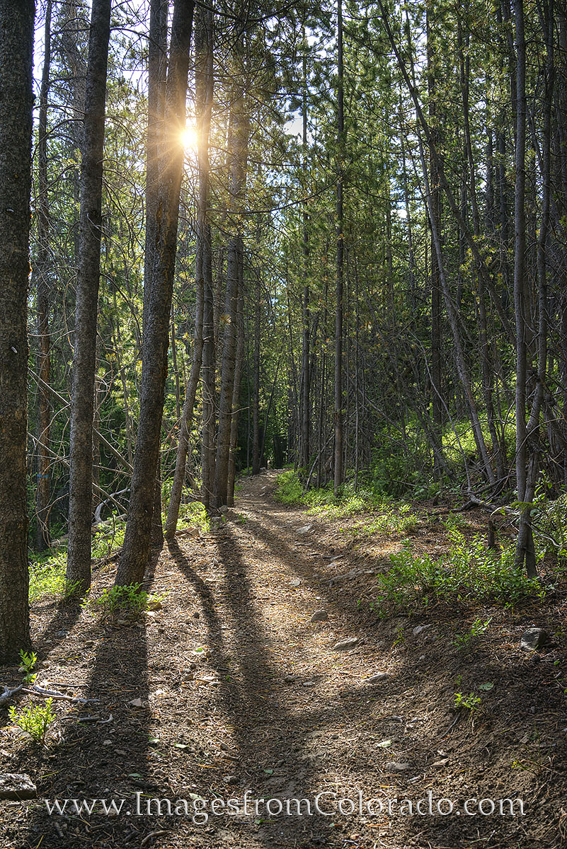 On a hike near Winter Park, Colorado, sunlight streams through the pine trees, filling the trail with warmth. I know each morning...