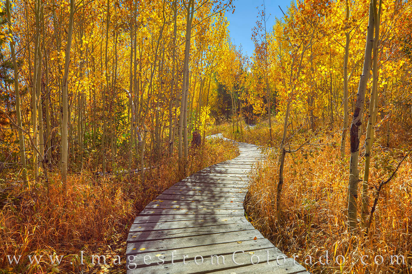 On a beautiful Autumn morning, the colors of aspen and underbrush seem to glow in the early light of a cold September day. Winter...
