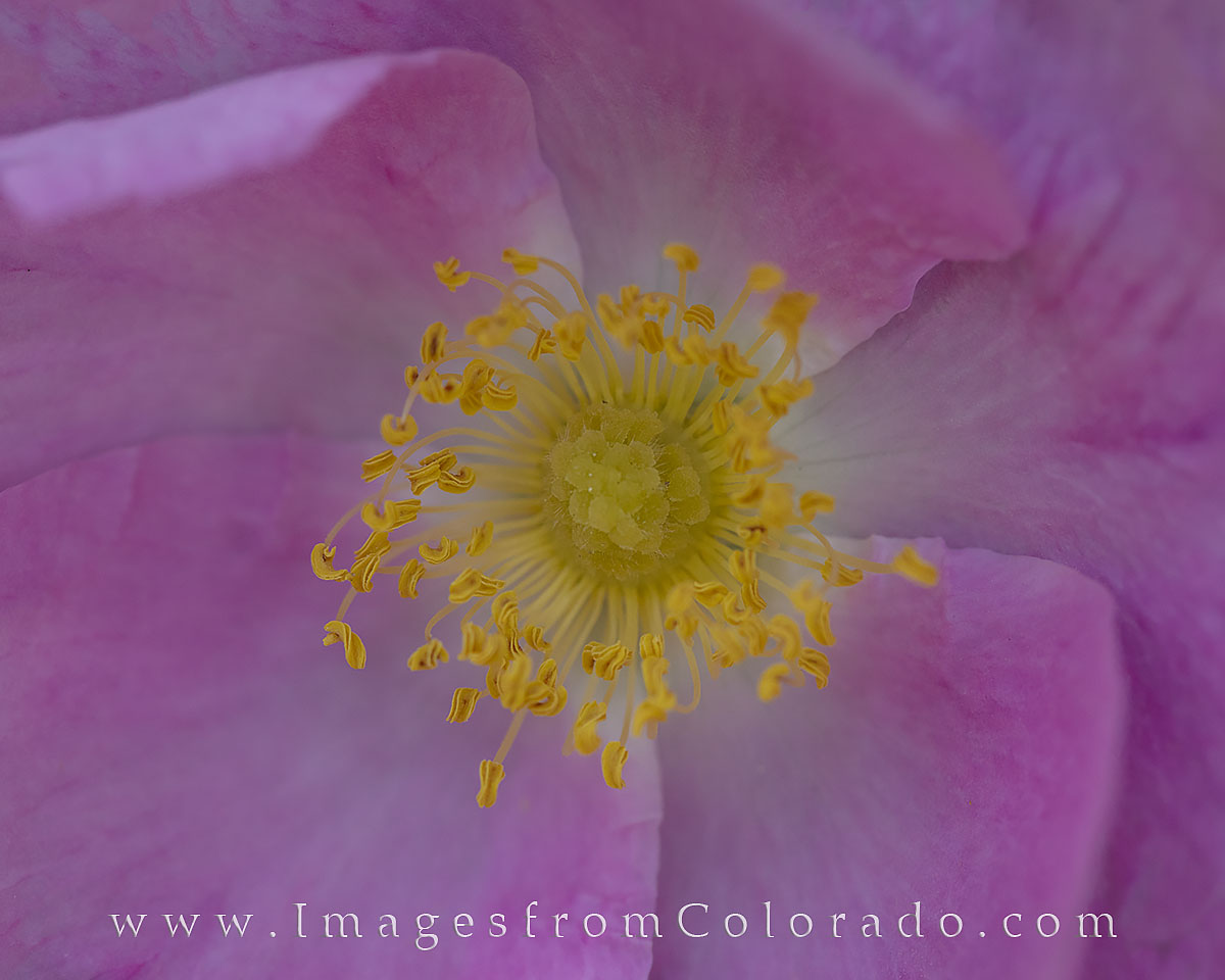 This photograph shows the inner workings of a Colorado Wild Rose on a cool morning - shot with a macro lens.