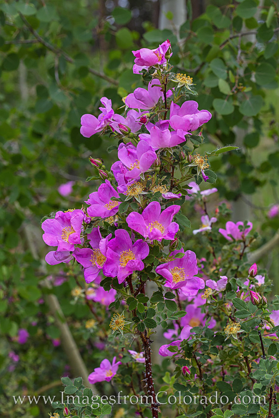 Along a trail near Winter Park, Colorado, these beautiful pink wild roses show off their early summer colors. But watch out for...
