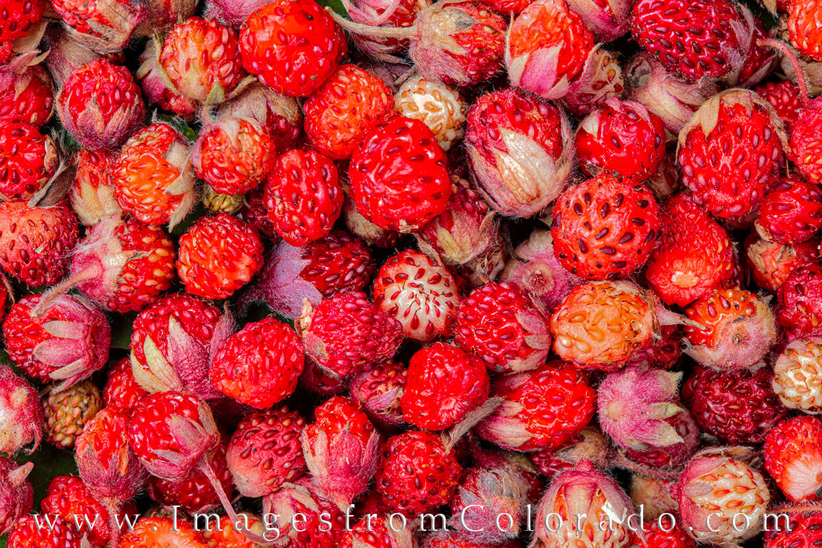 On a lazy afternoon, my youngest daughter and I spent some time picking wild strawberries. Some were sweet; some were tart. We...