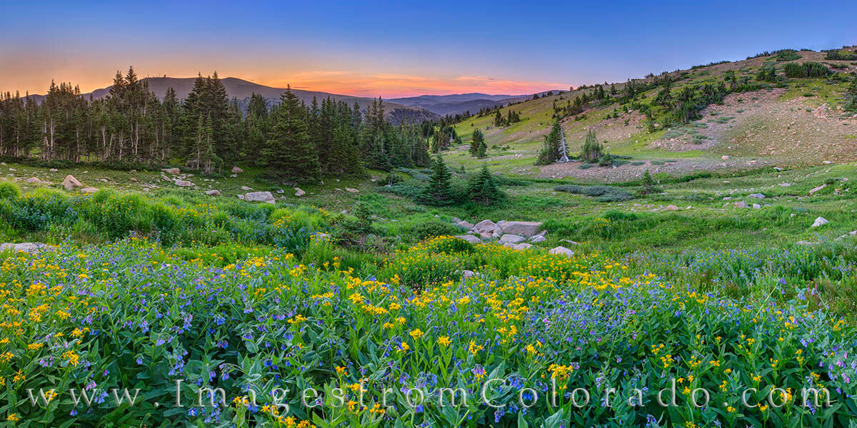 Blue and Yellow wildflowers bloom in a meadow high up on Berthoud Pass just before sunrise.