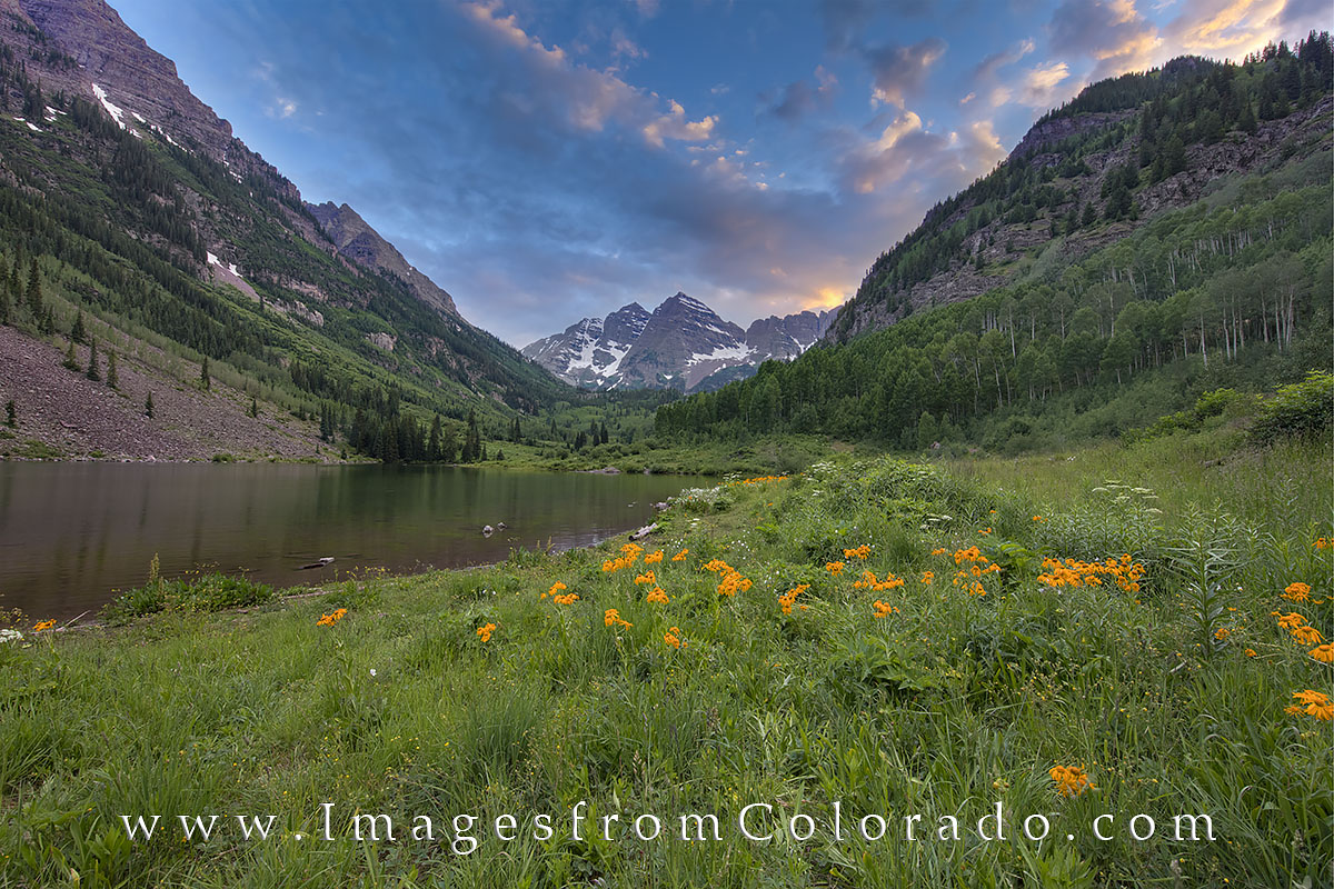 Golden wildflowers rest in the evening at the iconic Maroon Bells near Aspen and Snowmass Village. After a rain, the skies began...