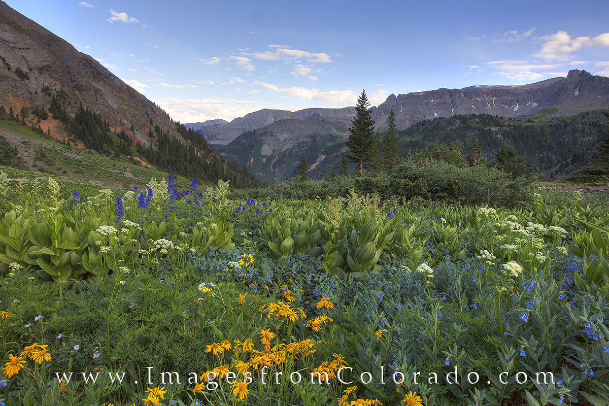 Summer wildflowers adorn the slopes and meadows of Yankee Boy Basin each summer. Just a short, bumpy drive from Ouray, Colorado...