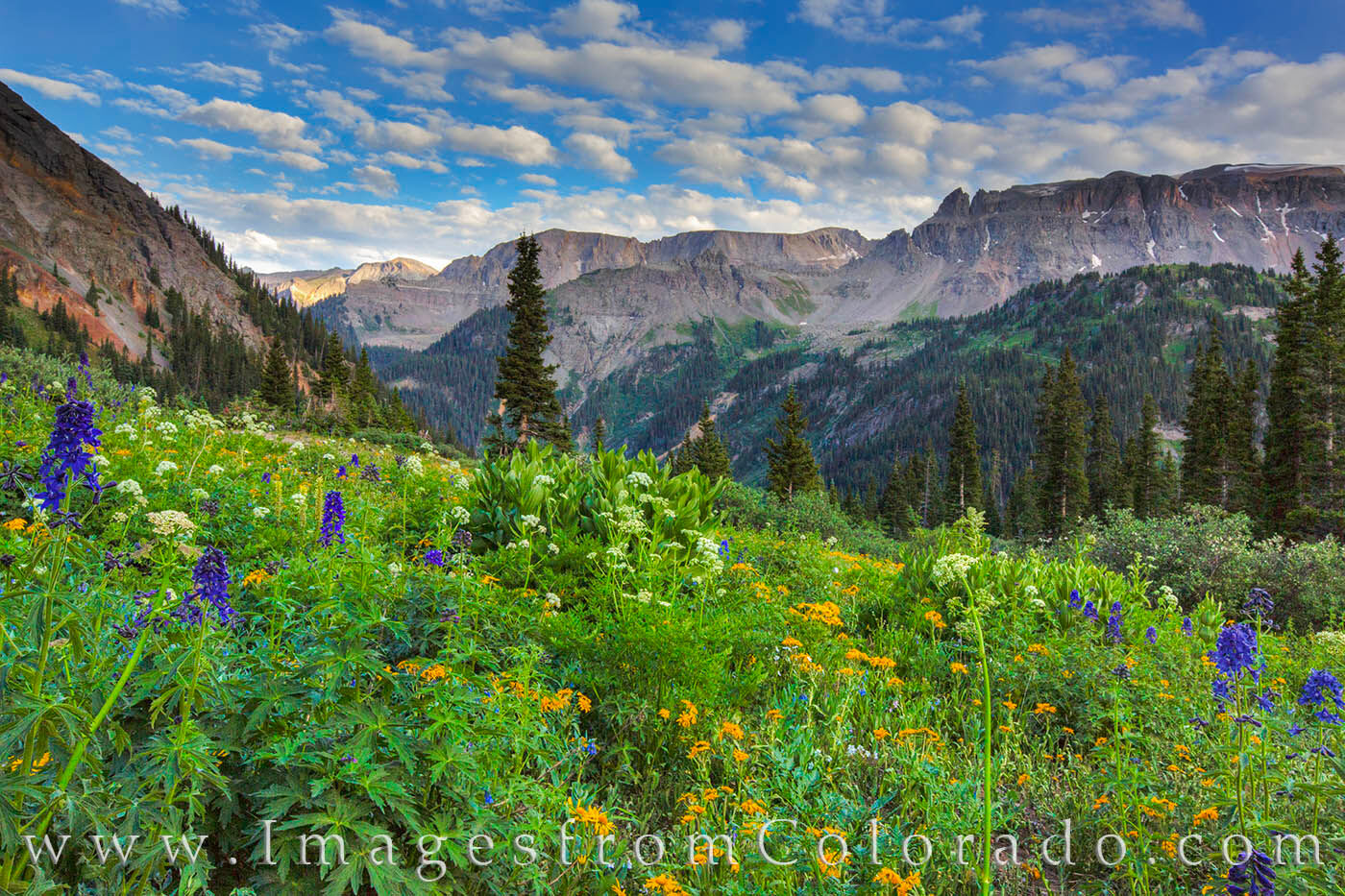 Blue and gold wildflowers colored the grassy slopes of Yankee Boy Basin near Ouray, Colorado, in this summer photograph. After...