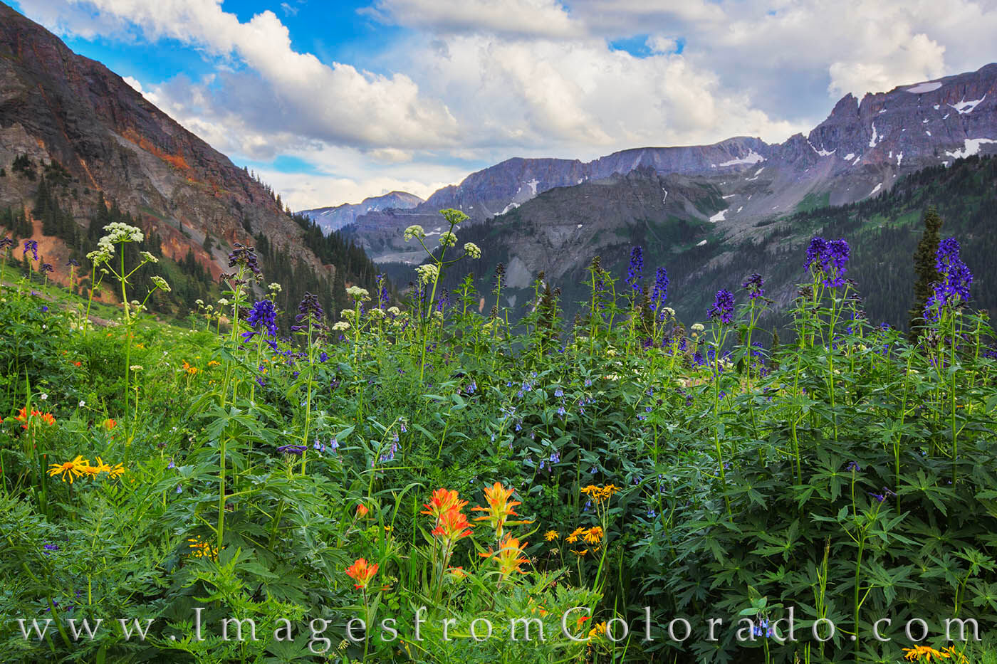 Late afternoon clouds drive across the San Juan Mountains as wildflowers sway in the breeze at Yankee Boy Basin. This location...