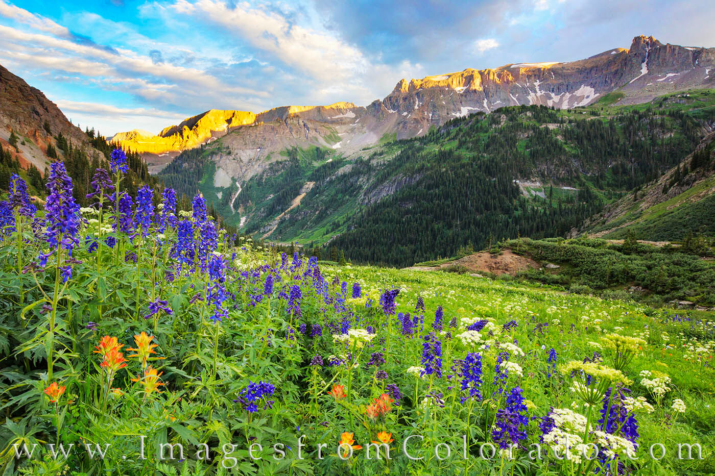 Blue lupines, red paintbrush, and other wildflowers fill the slopes and meadows of Yankee Boy Basin. The road from Ouray to this...