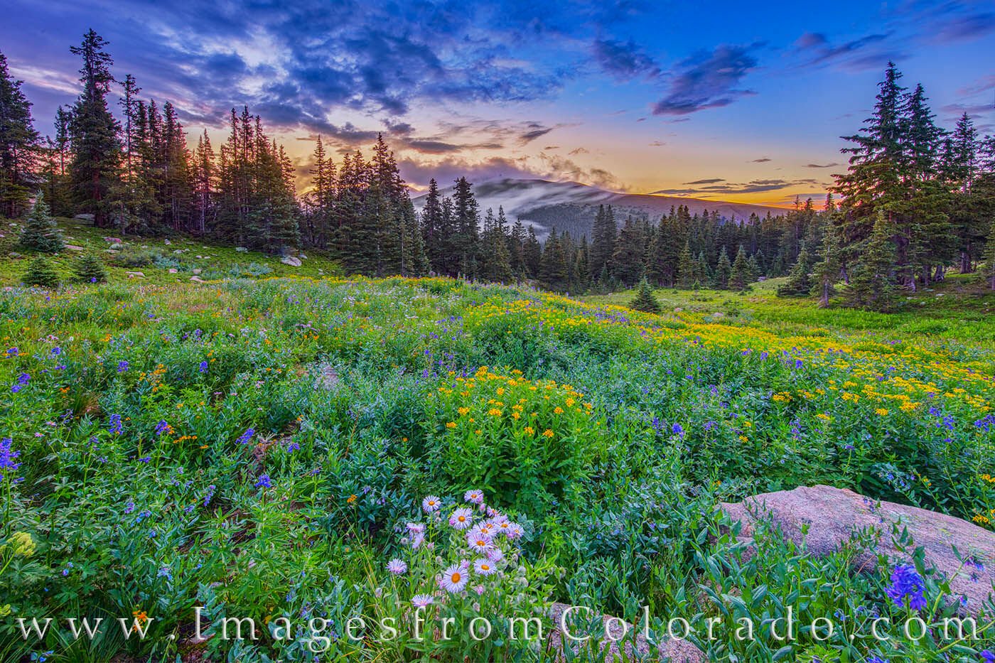 Wildflowers bloom on a wet, cold morning in a meadow near Berthoud Pass, Colorado.