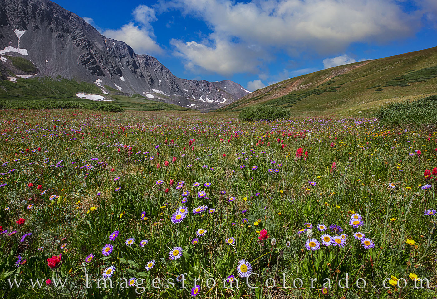 With Grays Peak (14,270') in the distance, the wildflowers in Stevens Gulch and along the Grays Peak Trail add an explosion of...