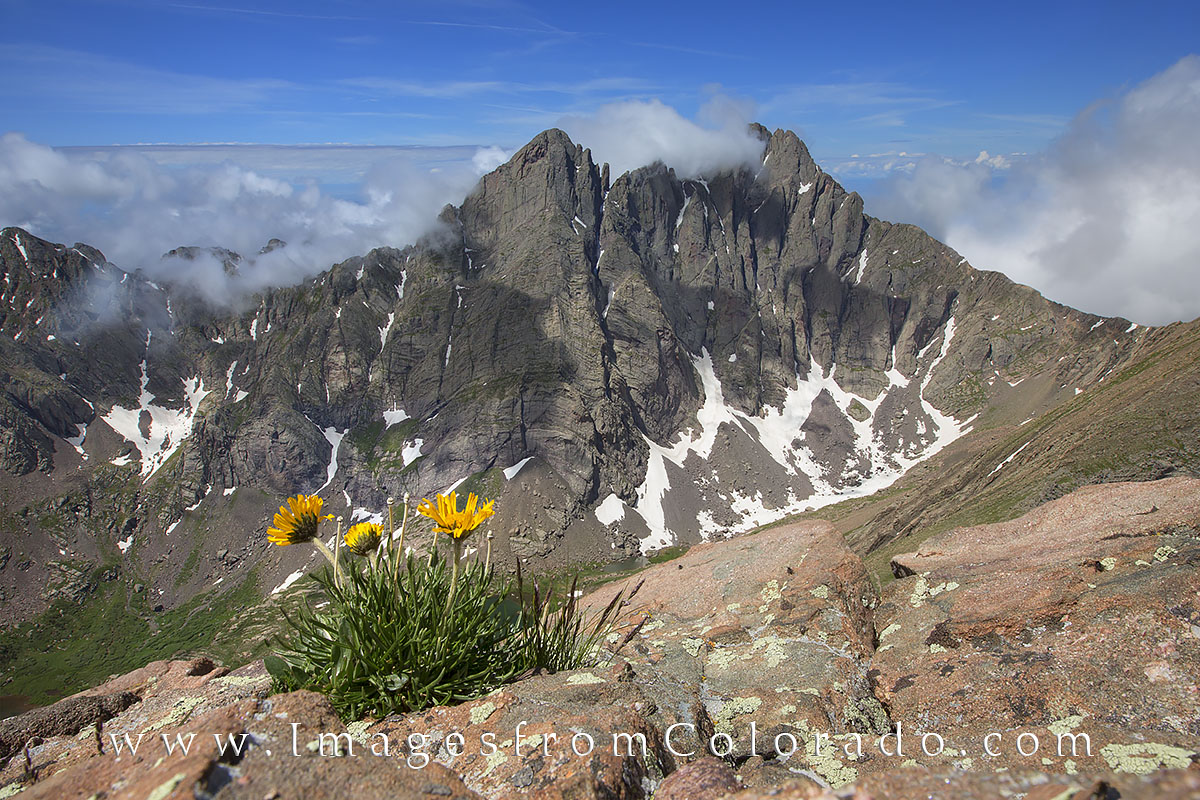 This little sunflower known as "Old Man of the Mountain" has a great view of the Crestone Needle (14,197') and Crestone Peak (...